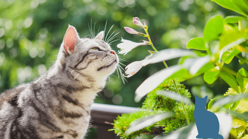 Die grüne Katzenoase - Katzenpflanzen