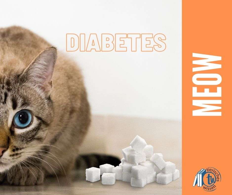 Diabetes bei Katzen - absolut nichts Süßes!