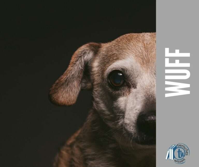 TierischesWissen.de Demenz beim Hund TierischesWissen.de