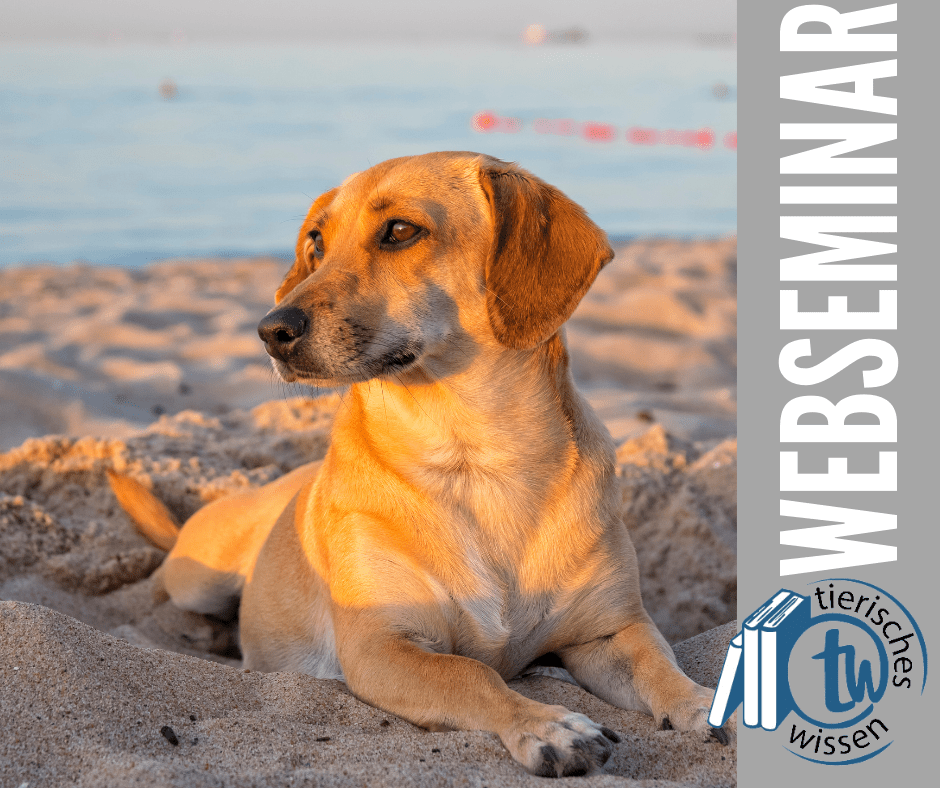TierischesWissen.de Webseminar Hund Mittelmeerkrankheiten