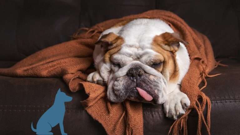 TierischesWissen.de Sodbrennen beim Hund TierischesWissen.de
