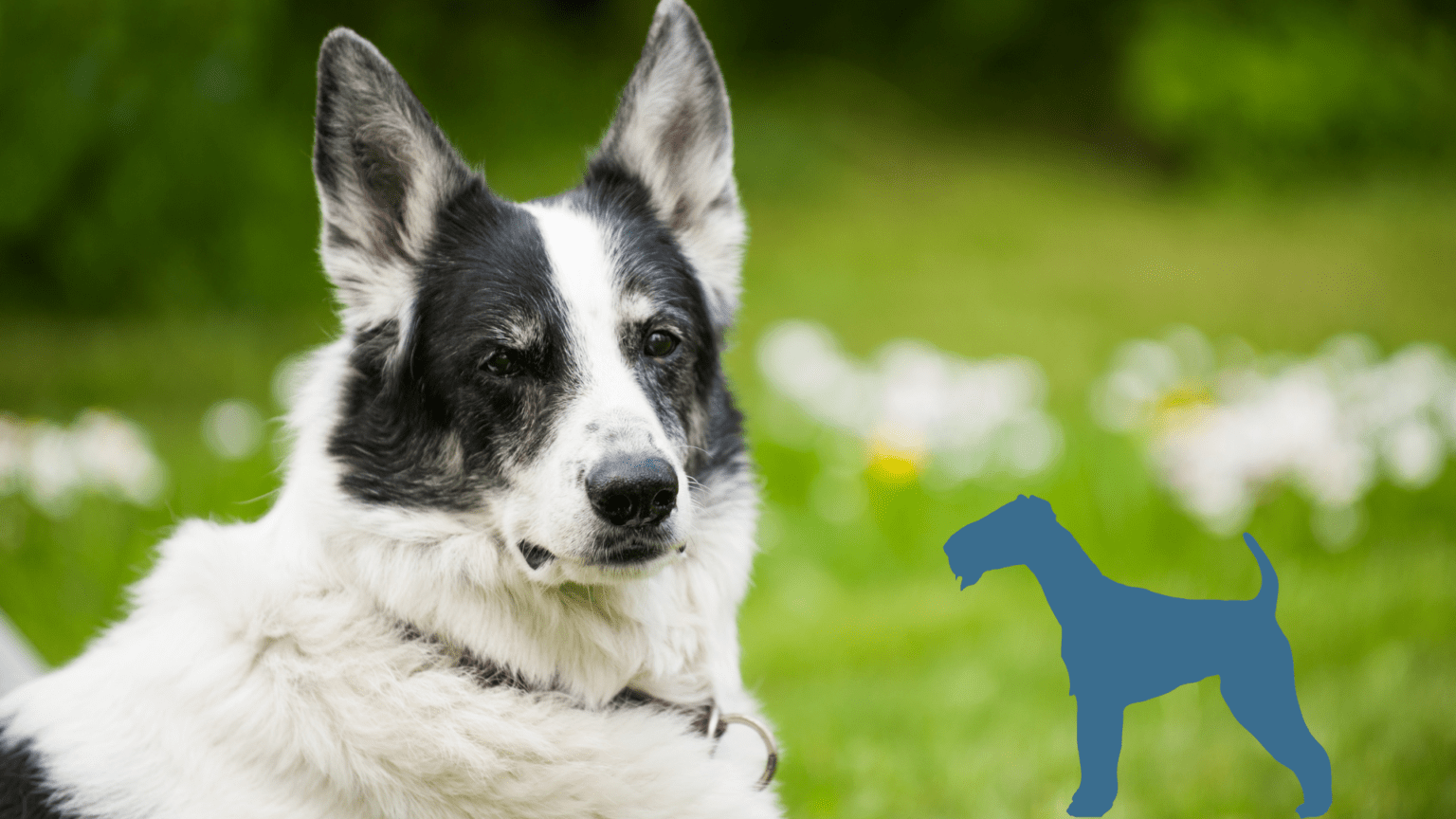 TierischesWissen.de Demenz beim Hund TierischesWissen.de