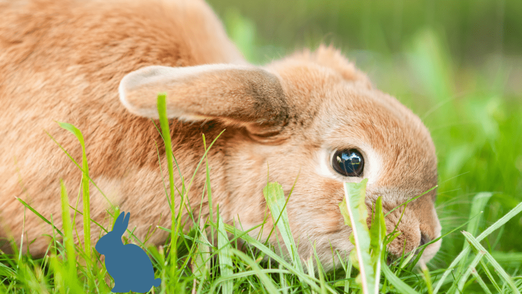 Videokurs: Kaninchen-Ernährung