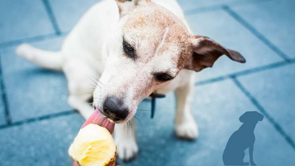 Löwenzahn Eis für Hunde Löwenzahn Eis für Hunde