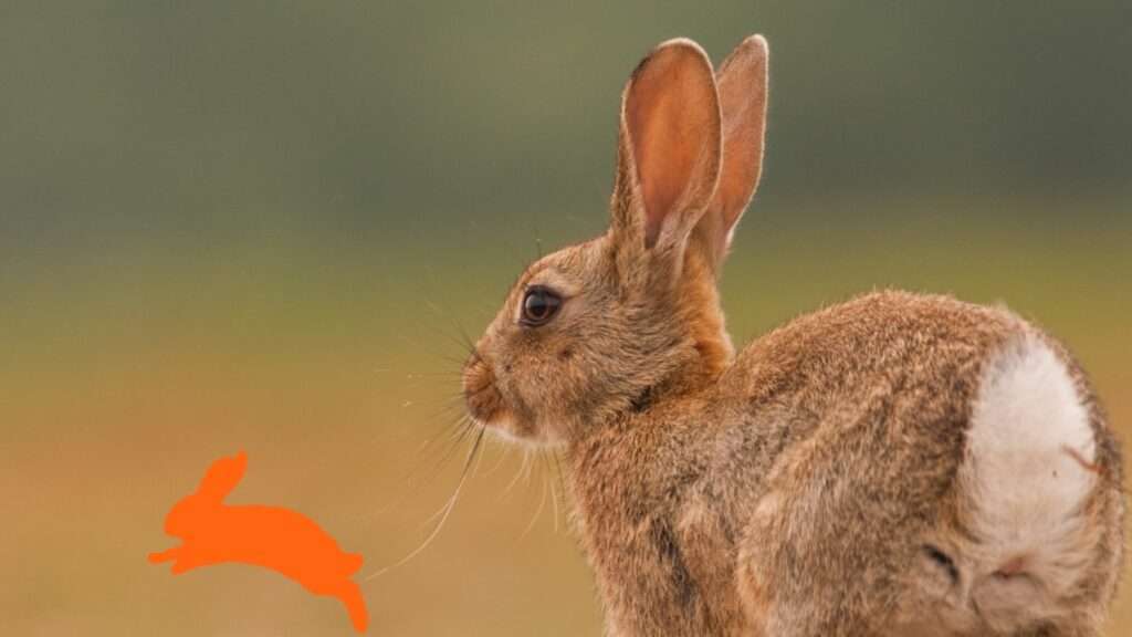 Tularämie bei Kaninchen
