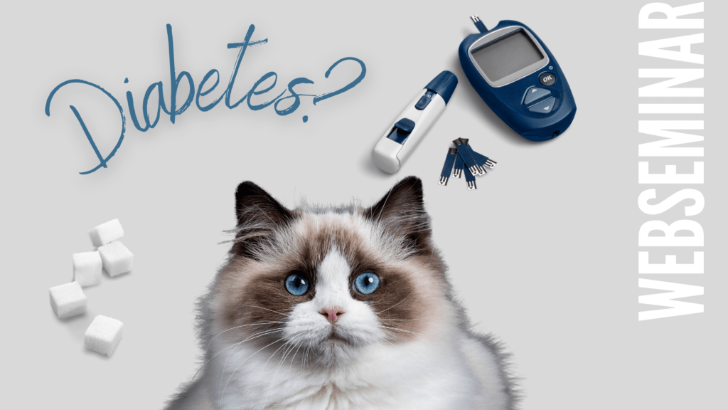 Webseminar: Katzen-Diabetes - verstehen und begleiten Webseminar: Katzen-Diabetes - verstehen und begleiten