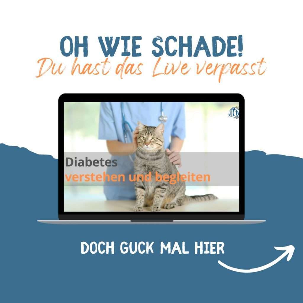 Webseminar: Katzen-Diabetes - verstehen und begleiten Webseminar: Katzen-Diabetes - verstehen und begleiten