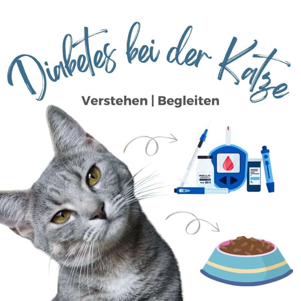 Webseminar: Katzen-Diabetes - verstehen und begleiten