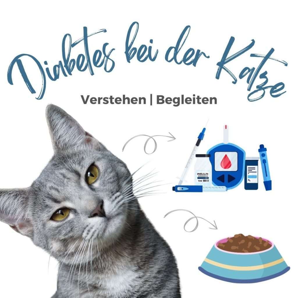 Webseminar: Katzen-Diabetes - verstehen und begleiten Webseminar: Katzen-Diabetes - verstehen und begleiten