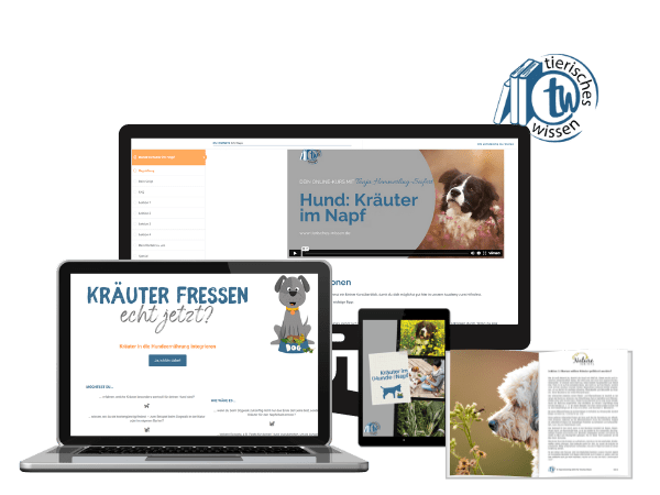 Online-Kurs: Kräuter im Hundenapf