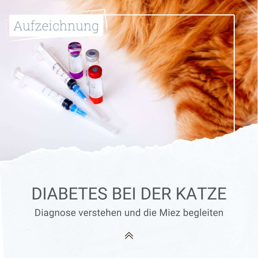 Aufzeichnung: Katzen-Diabetes - Tierisches-Wissen.de