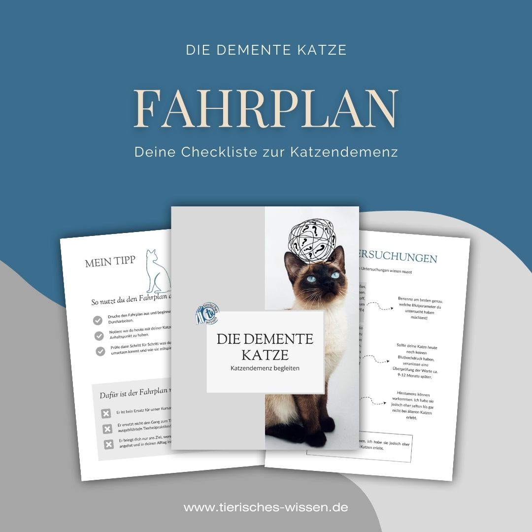 Die demente Katze Fahrplan 2