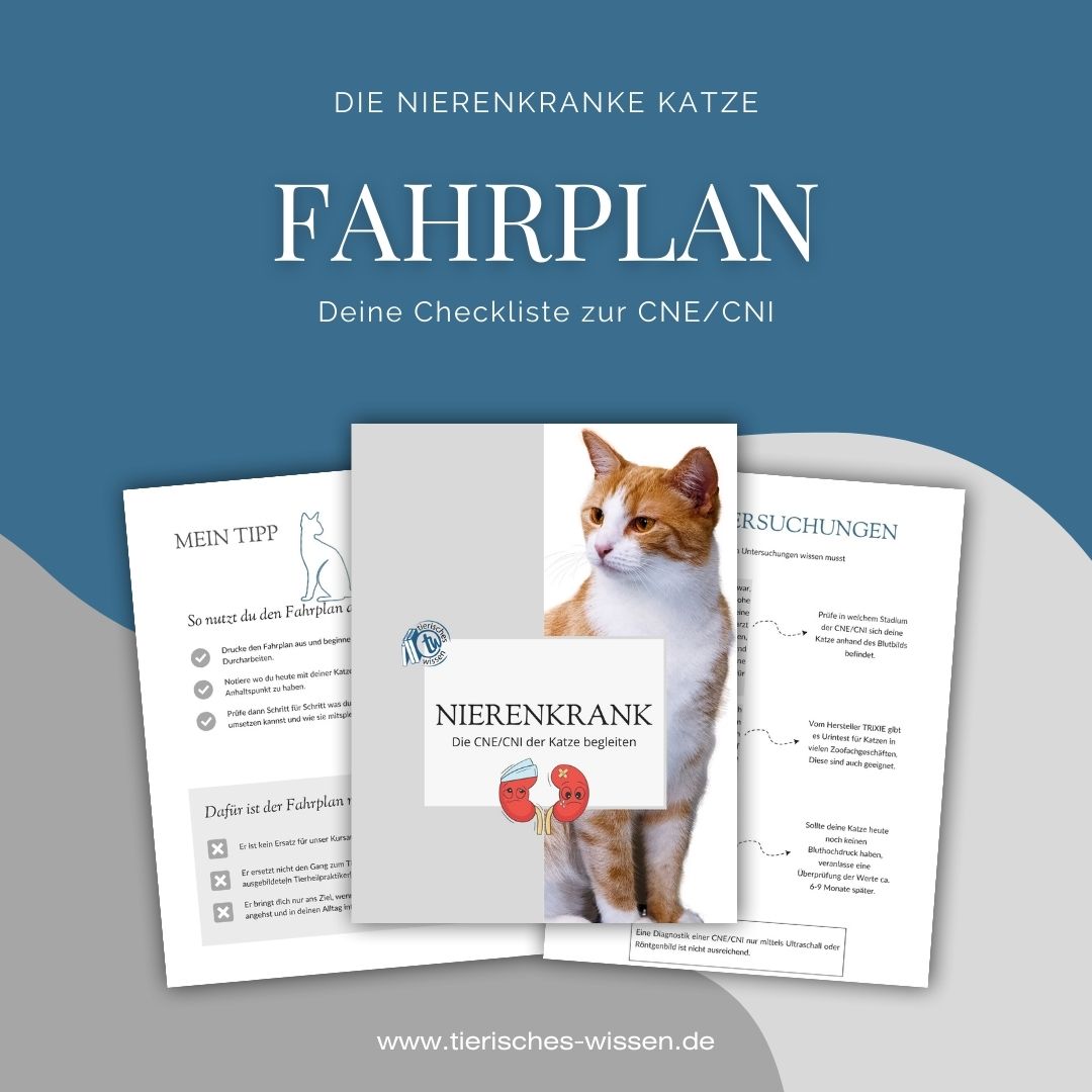 Einblick in den Fahrplan Die nierenkranke Katze
