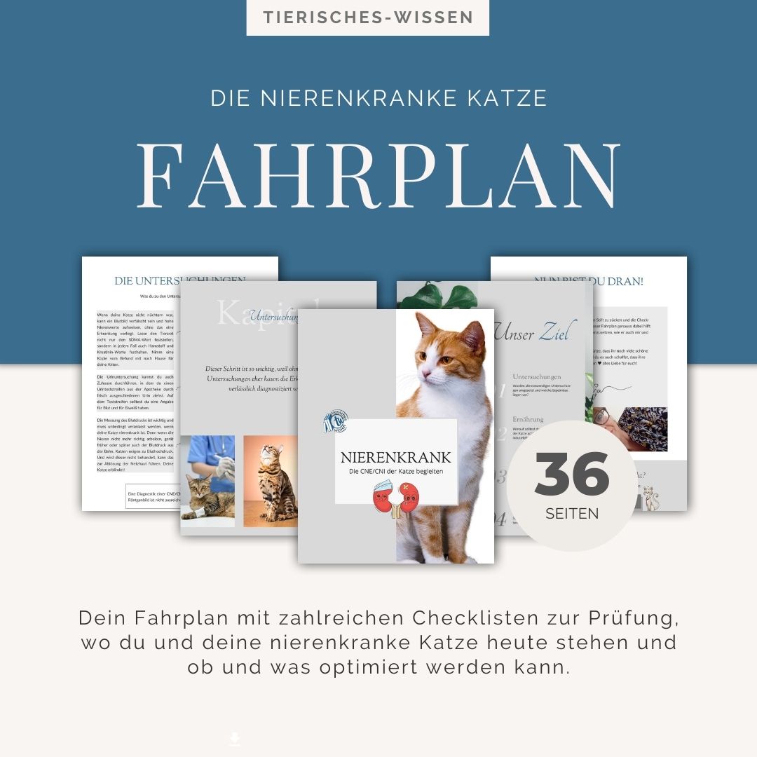 Checklisten im Fahrplan Die nierenkranke Katze