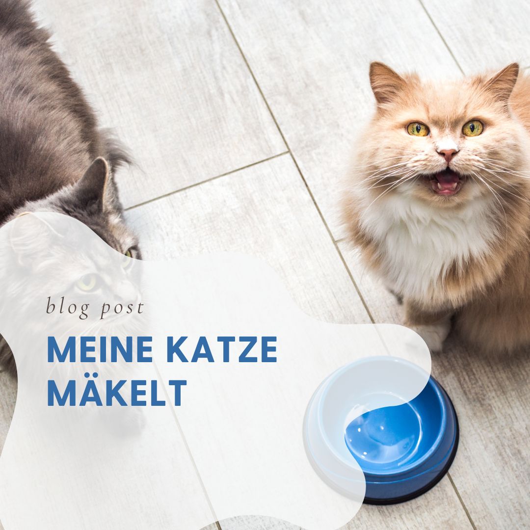 Wie man Ätherische Öle bei Katzen richtig einsetzt TierischesWissen.de
